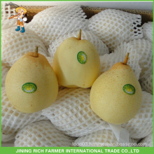 Hebei High Quality New Crop Fresh Ya Pear